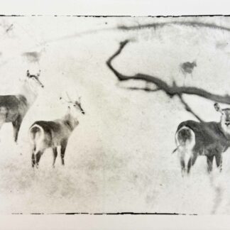 Serie Africa Dreaming - Alberto Bernardoni