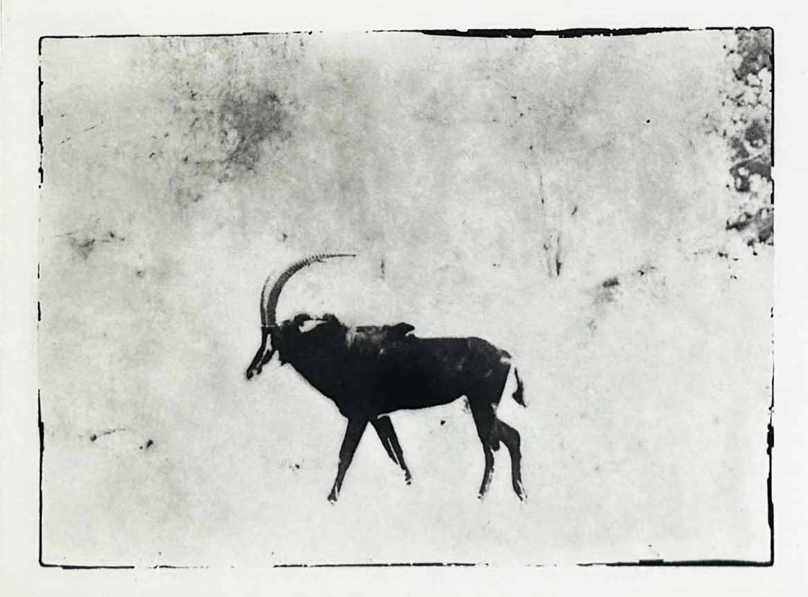 Serie Africa Dreaming - Alberto Bernardoni