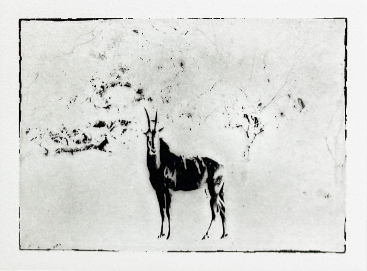 Serie Africa Dreaming - Alberto Bernardoni